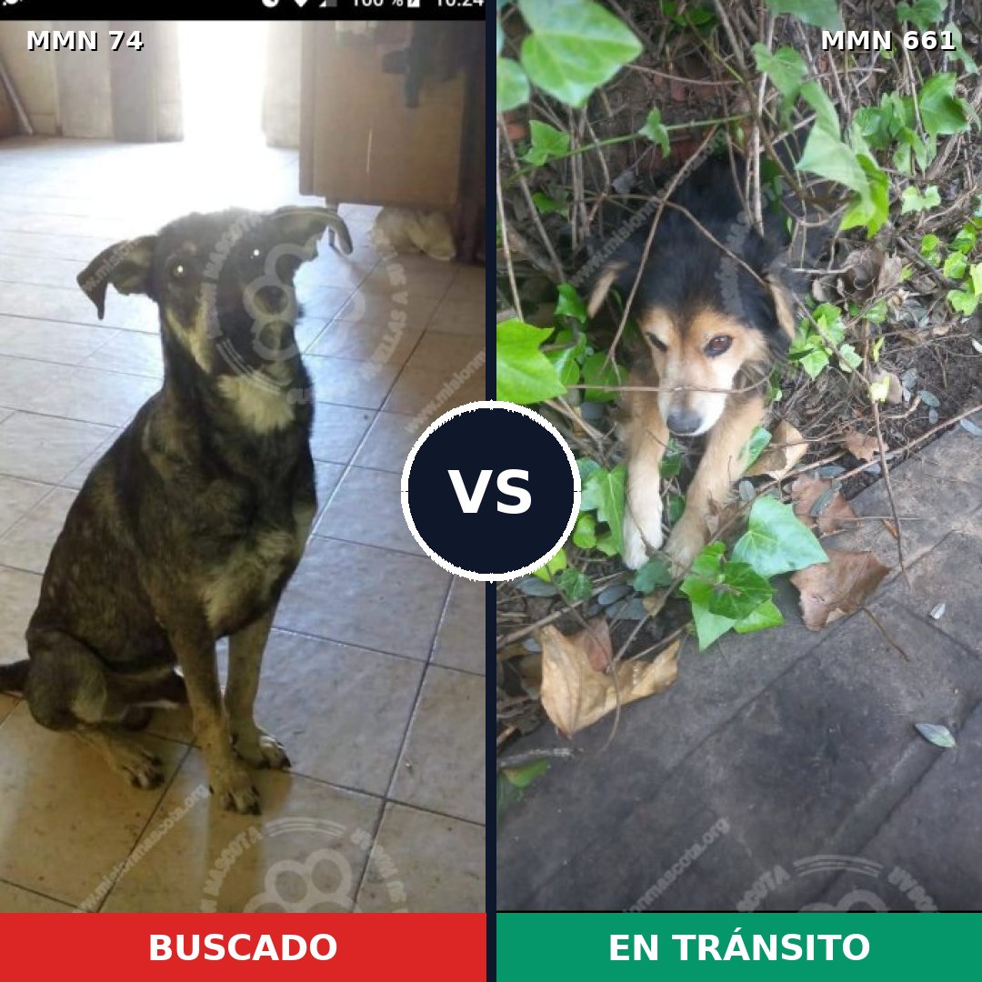 Comparativa MMS 2498: mascota perdida y mascota encontrada, 19% de similitud