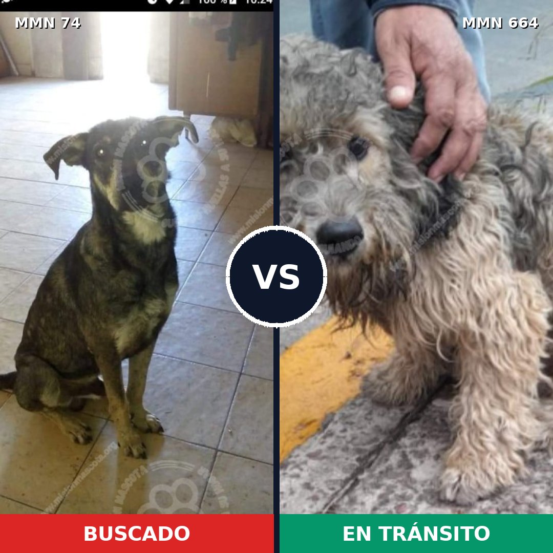 Comparativa MMS 2499: mascota perdida y mascota encontrada, 68% de similitud