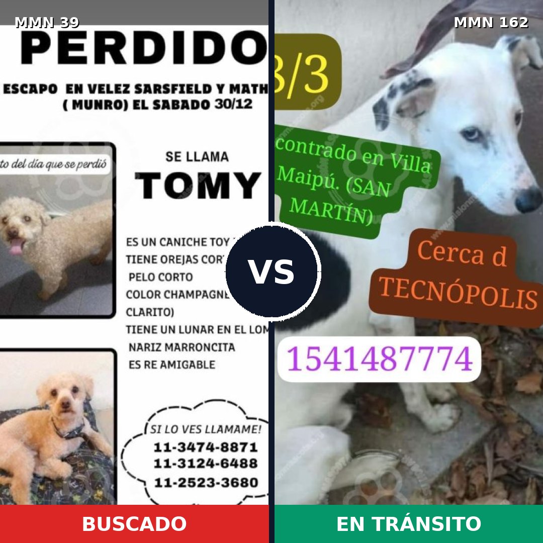 Comparativa MMS 25: mascota perdida y mascota encontrada, 28% de similitud