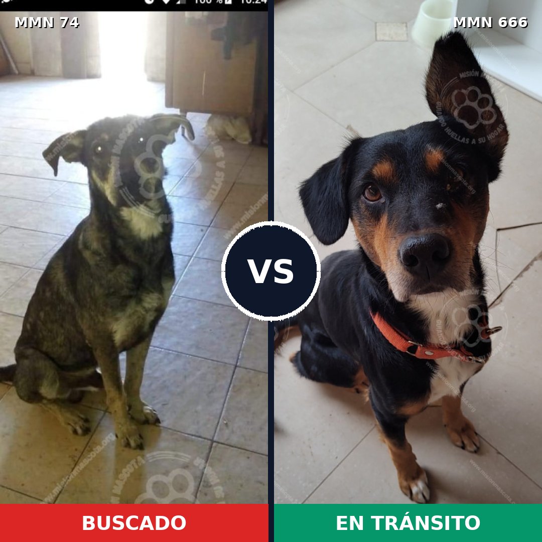 Comparativa MMS 2500: mascota perdida y mascota encontrada, 39% de similitud
