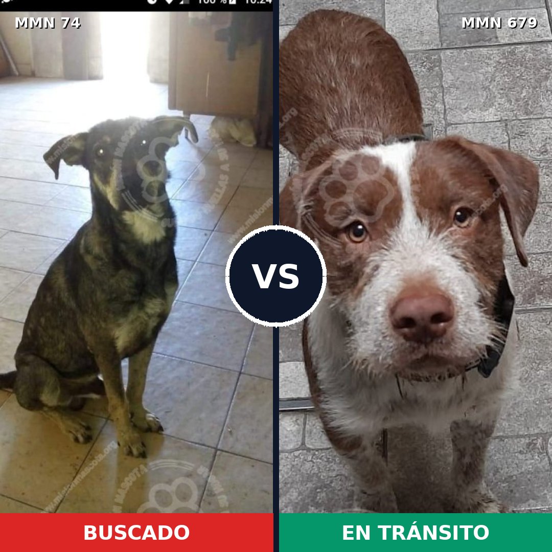 Comparativa MMS 2501: mascota perdida y mascota encontrada, 69% de similitud