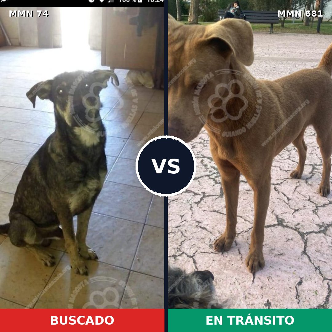Comparativa MMS 2503: mascota perdida y mascota encontrada, 42% de similitud