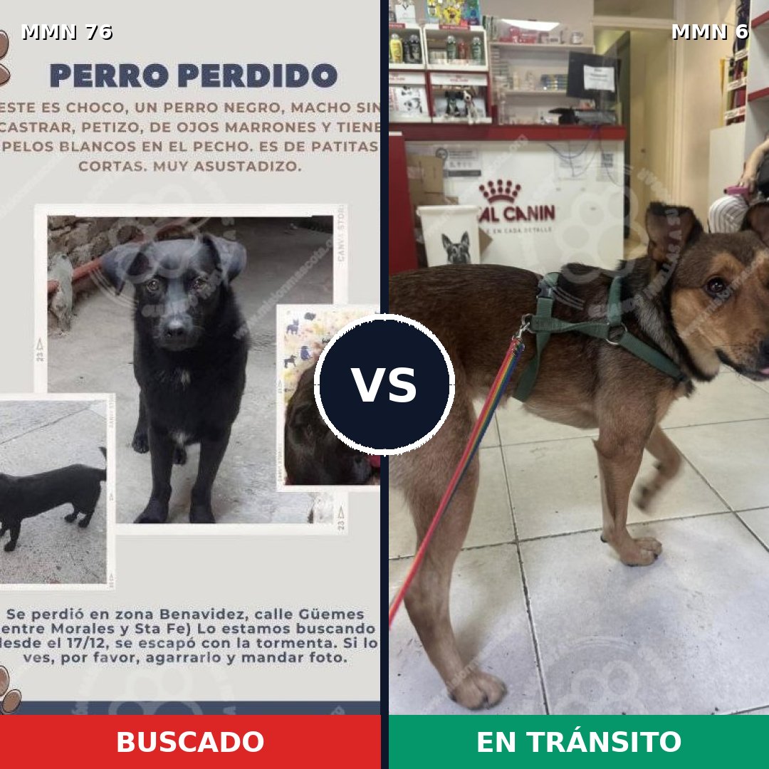 Comparativa MMS 2504: mascota perdida y mascota encontrada, 51% de similitud