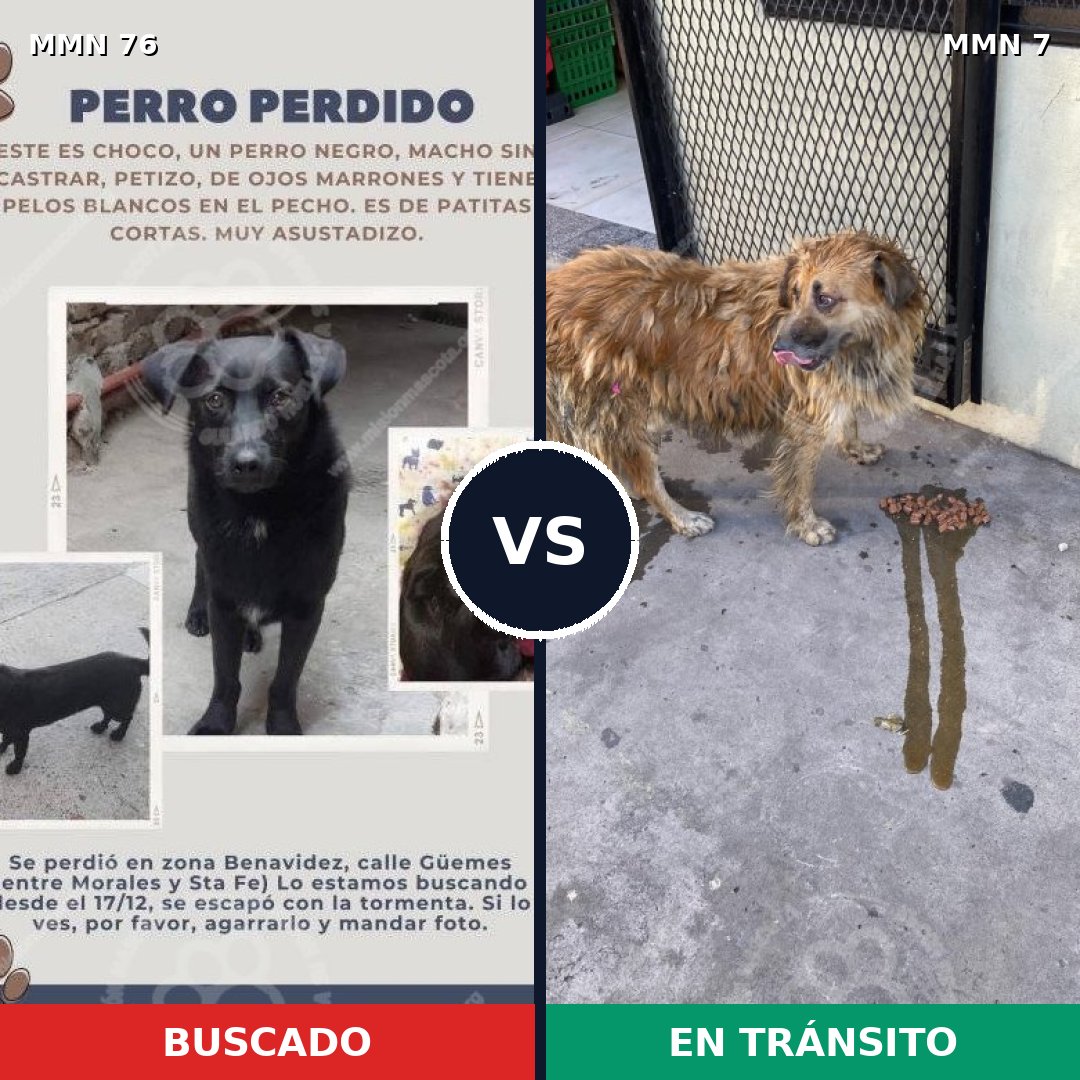 Comparativa MMS 2505: mascota perdida y mascota encontrada, 6% de similitud