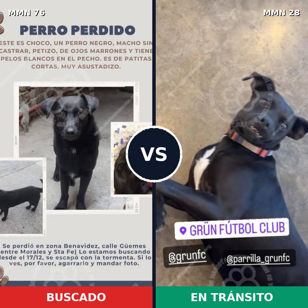 Comparativa MMS 2507: mascota perdida y mascota encontrada, 82% de similitud