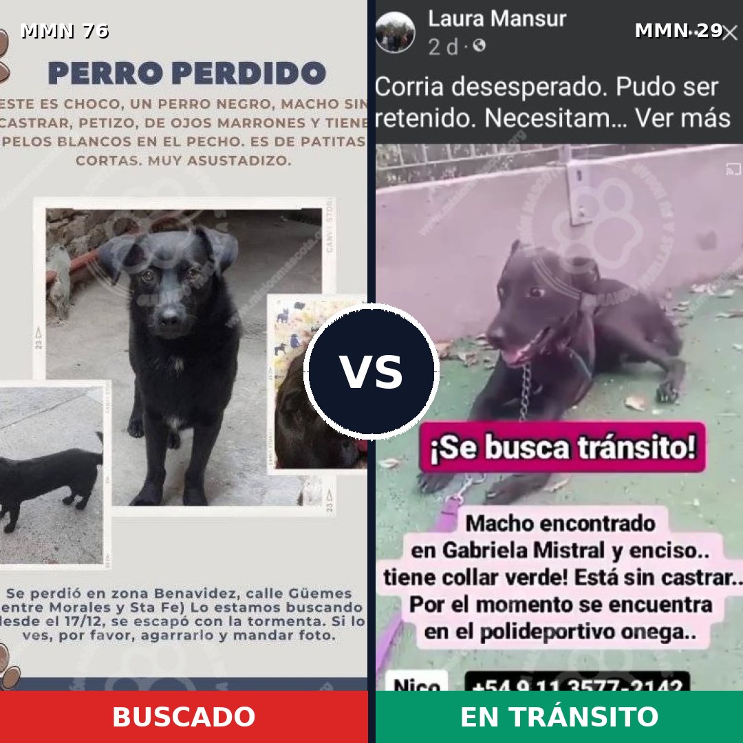 Comparativa MMS 2508: mascota perdida y mascota encontrada, 26% de similitud