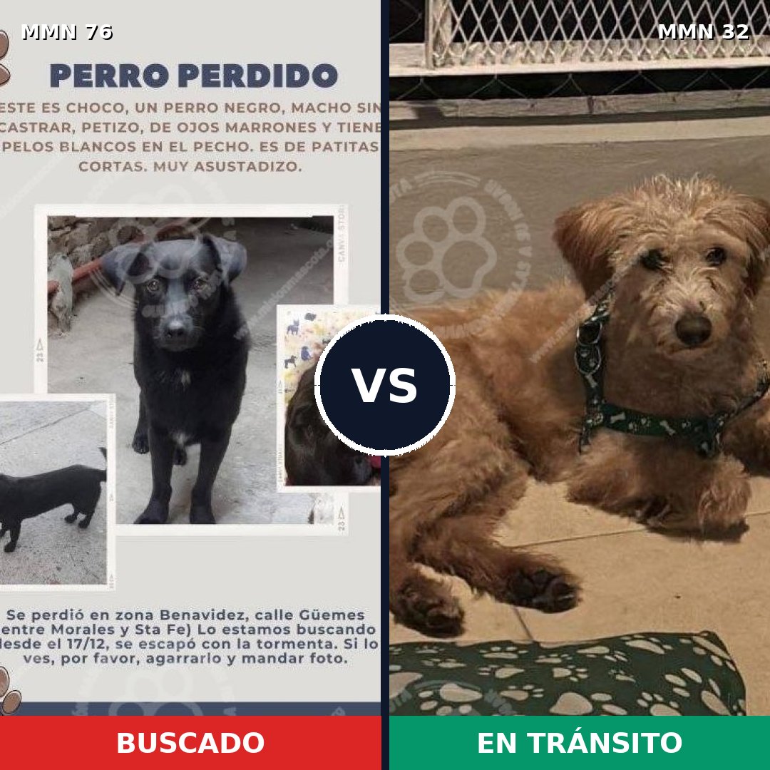 Comparativa MMS 2509: mascota perdida y mascota encontrada, 55% de similitud