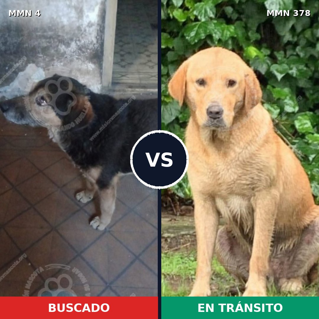 Comparativa MMS 251: mascota perdida y mascota encontrada, 37% de similitud