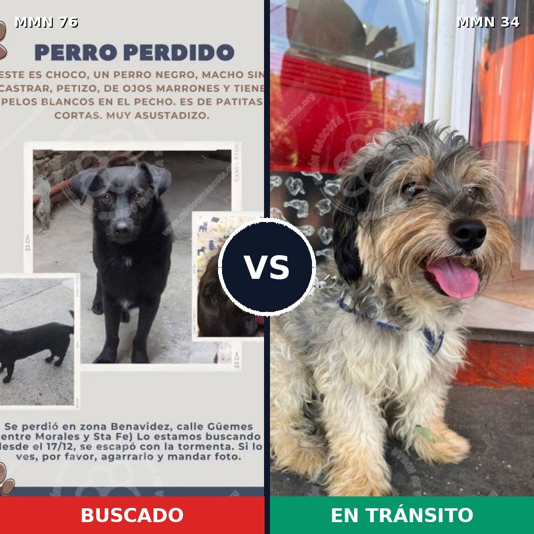 Comparativa MMS 2510: mascota perdida y mascota encontrada, 8% de similitud