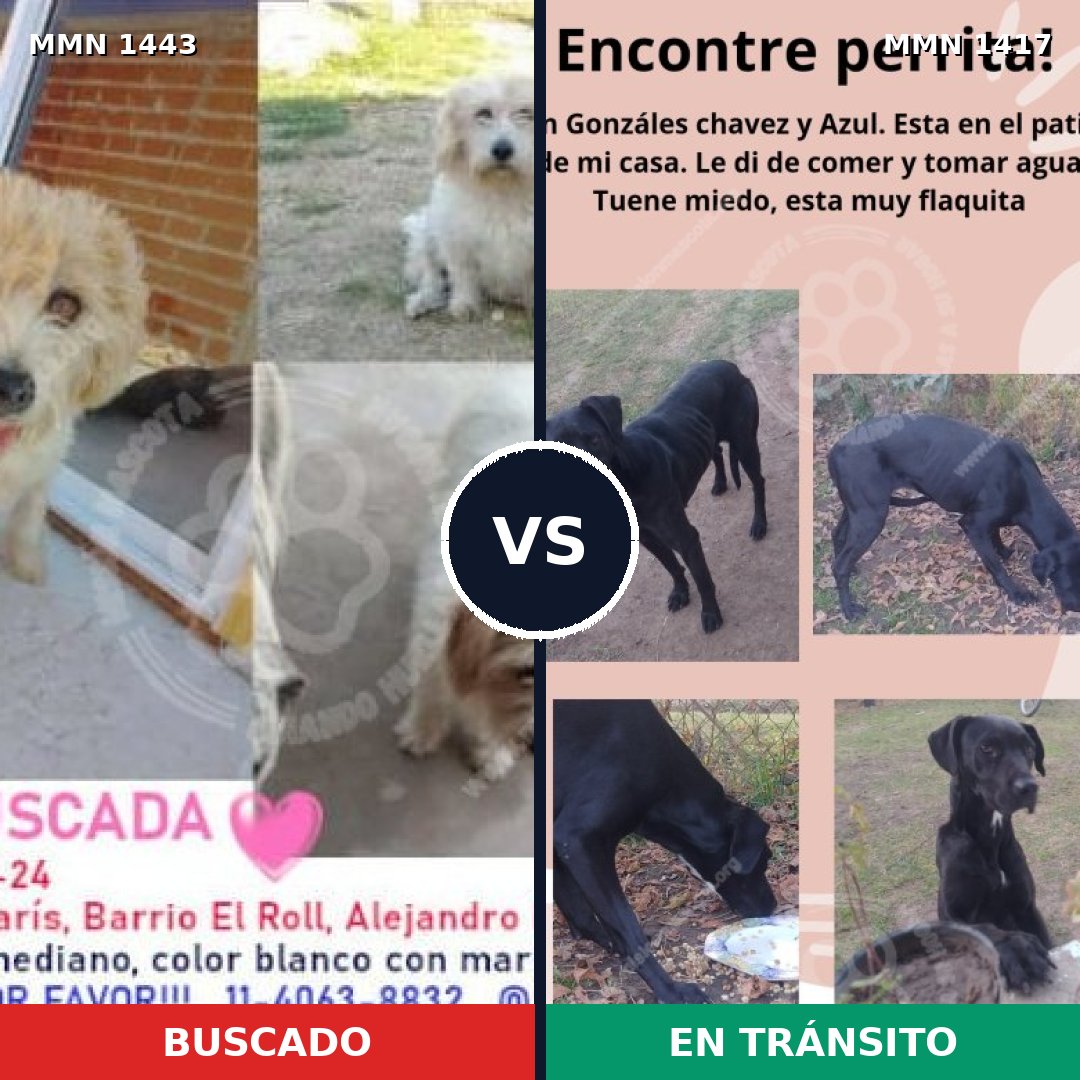 Comparativa MMS 25108: mascota perdida y mascota encontrada, 78% de similitud