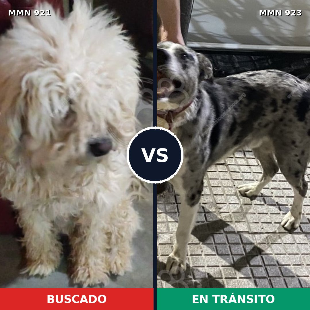 Comparativa MMS 25109: mascota perdida y mascota encontrada, 31% de similitud