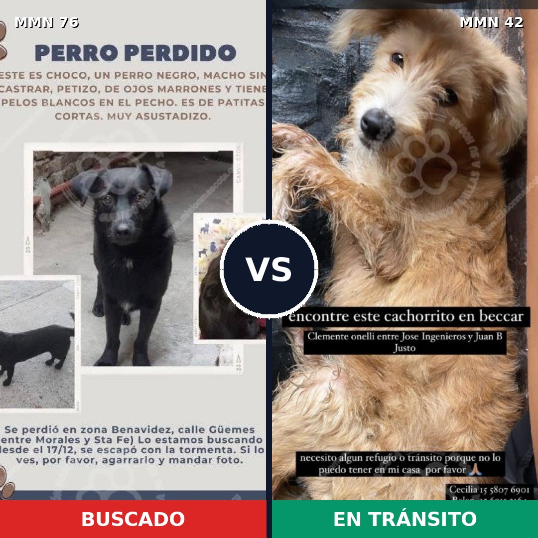 Comparativa MMS 2511: mascota perdida y mascota encontrada, 10% de similitud