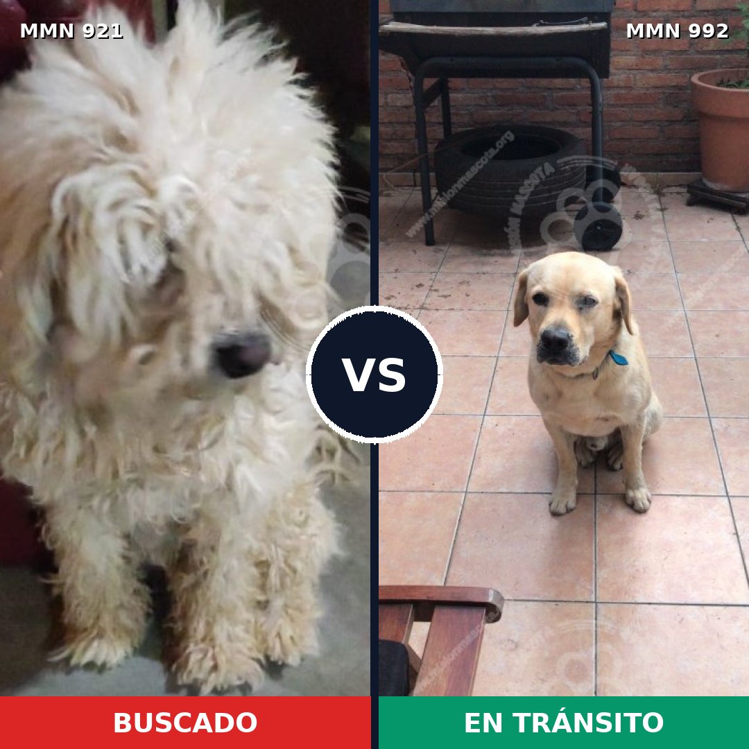 Comparativa MMS 25110: mascota perdida y mascota encontrada, 25% de similitud