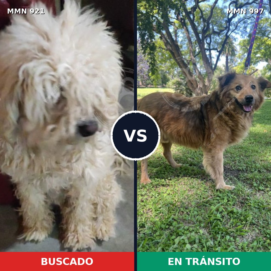 Comparativa MMS 25111: mascota perdida y mascota encontrada, 38% de similitud