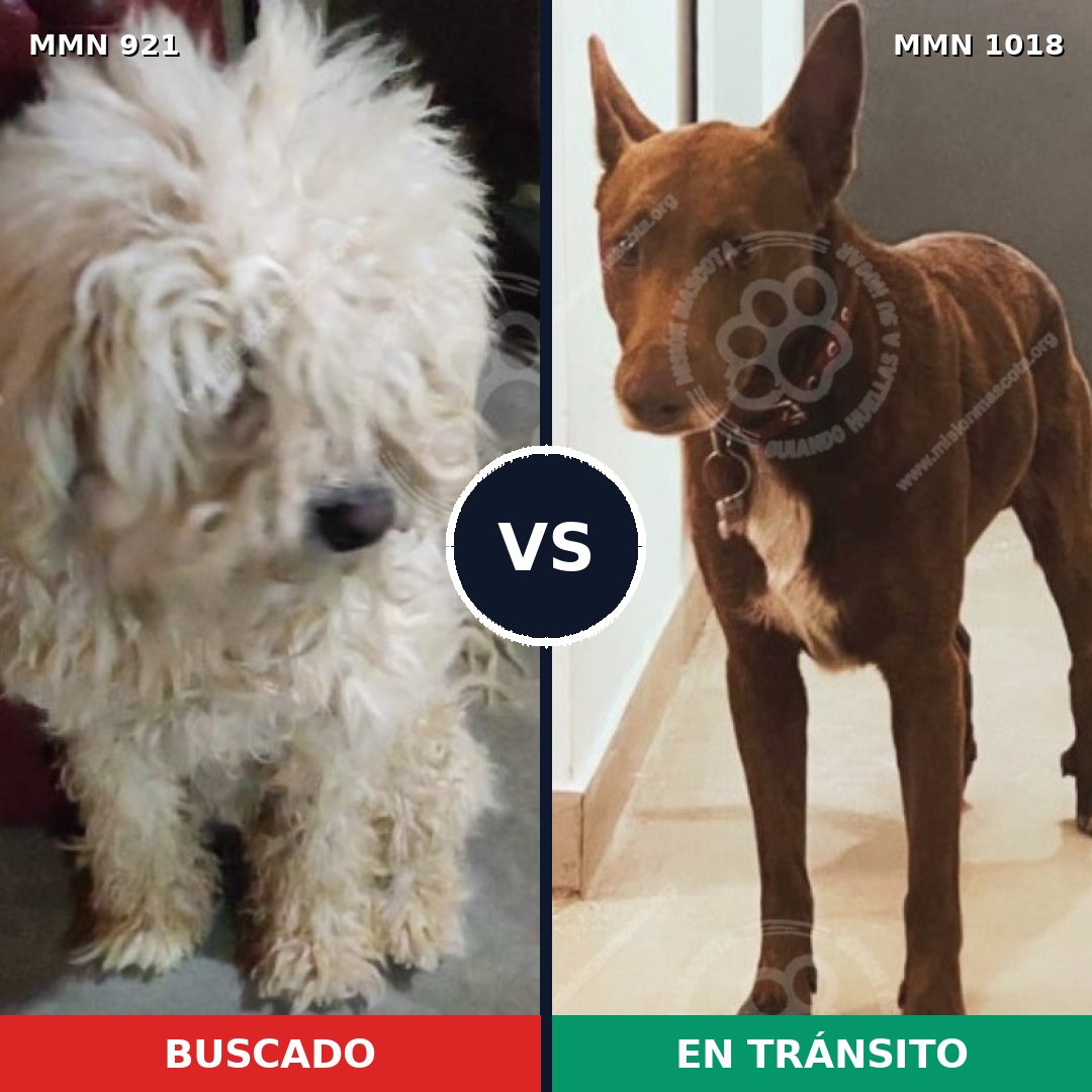 Comparativa MMS 25112: mascota perdida y mascota encontrada, 38% de similitud