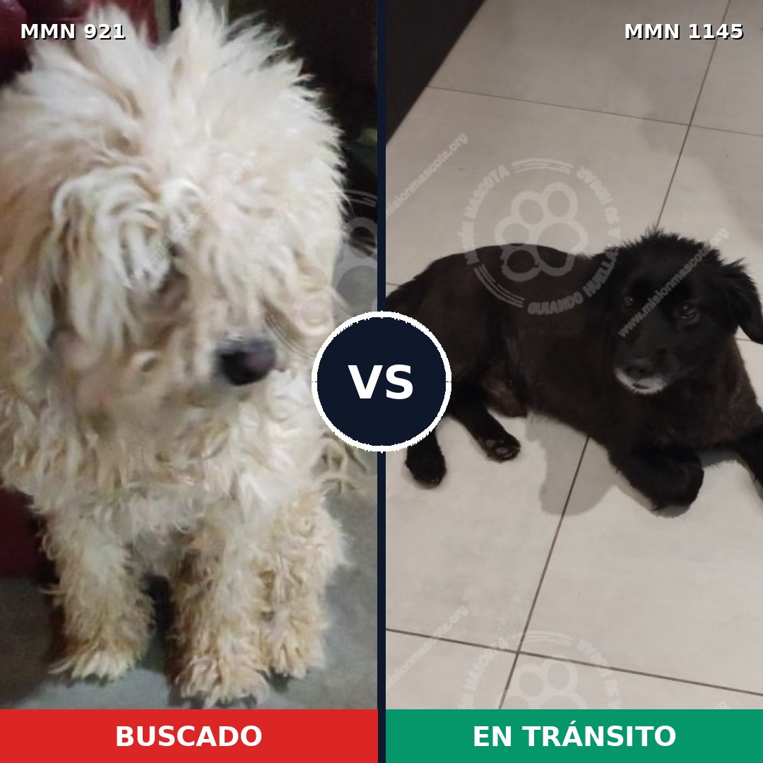 Comparativa MMS 25114: mascota perdida y mascota encontrada, 40% de similitud