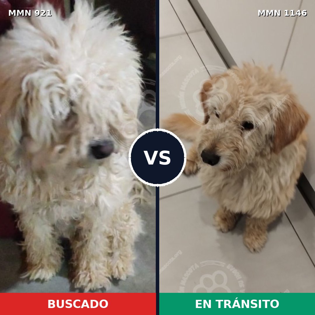 Comparativa MMS 25115: mascota perdida y mascota encontrada, 33% de similitud