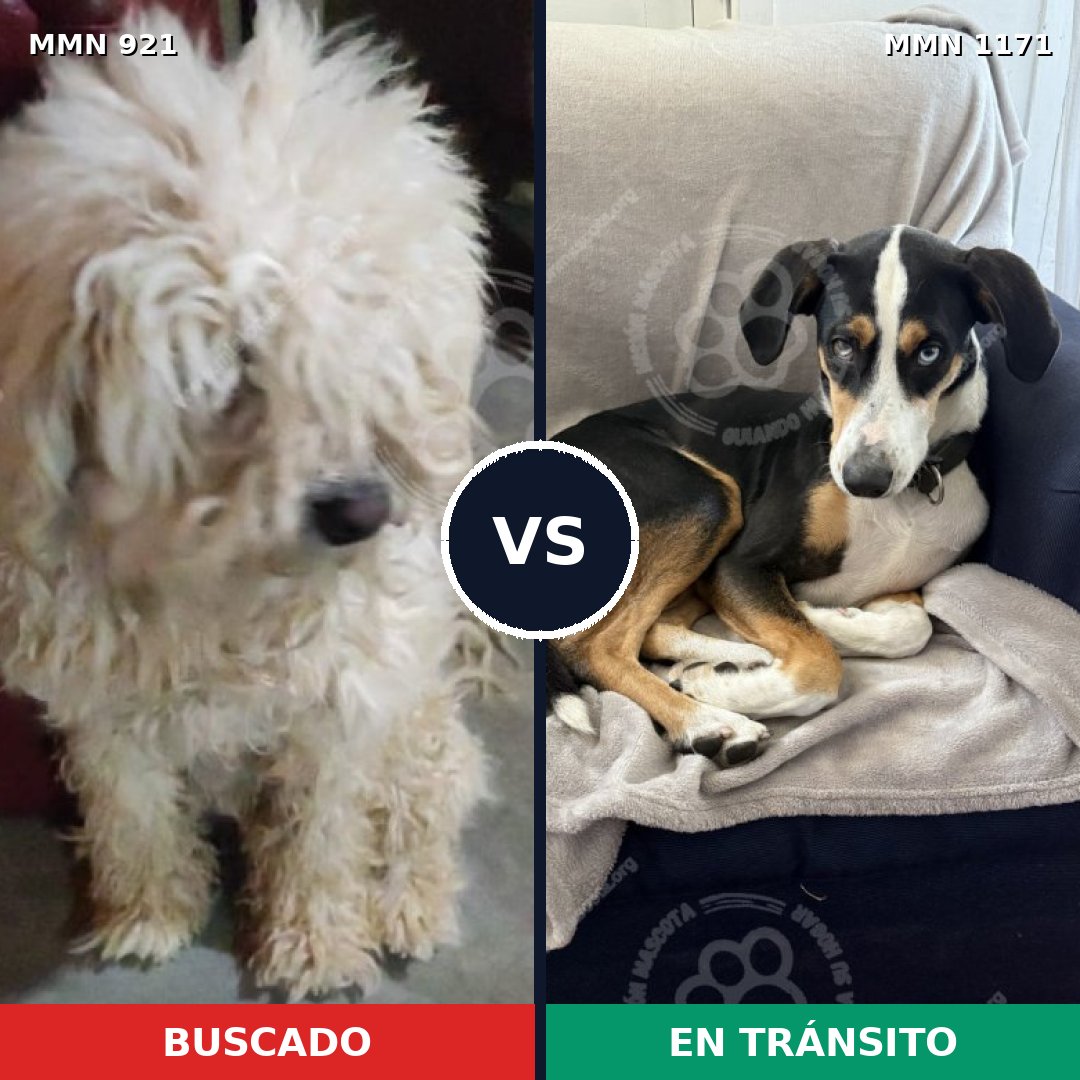 Comparativa MMS 25116: mascota perdida y mascota encontrada, 38% de similitud