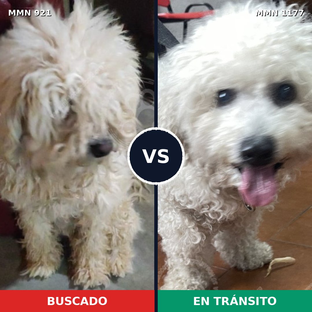 Comparativa MMS 25117: mascota perdida y mascota encontrada, 64% de similitud