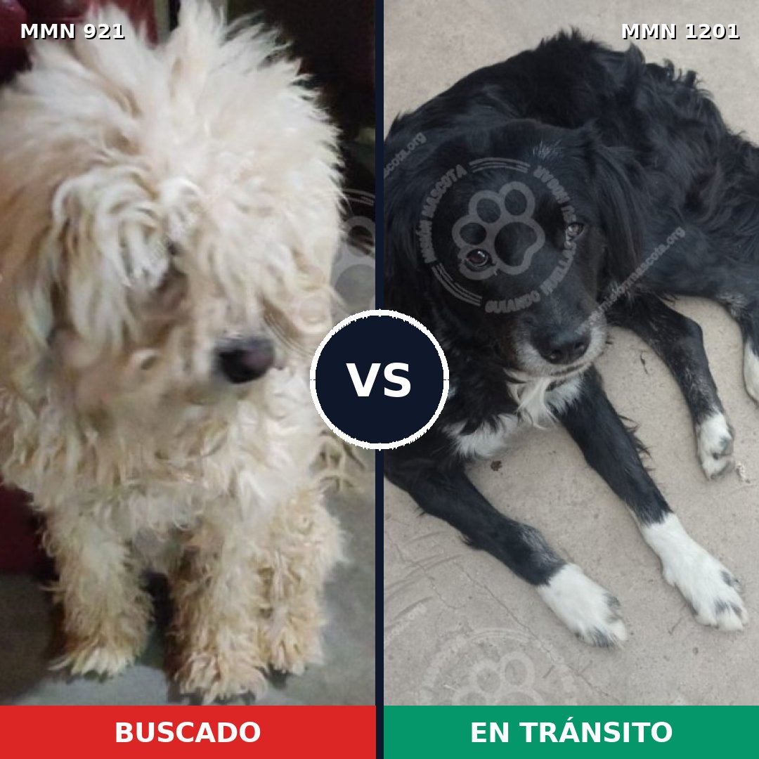 Comparativa MMS 25119: mascota perdida y mascota encontrada, 31% de similitud