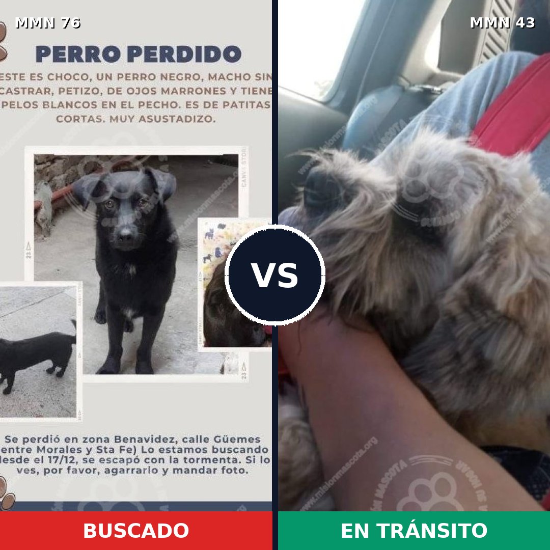 Comparativa MMS 2512: mascota perdida y mascota encontrada, 12% de similitud