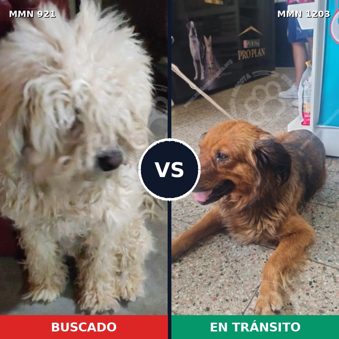 Comparativa MMS 25120: mascota perdida y mascota encontrada, 36% de similitud