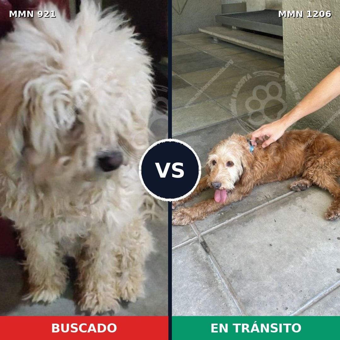 Comparativa MMS 25121: mascota perdida y mascota encontrada, 31% de similitud
