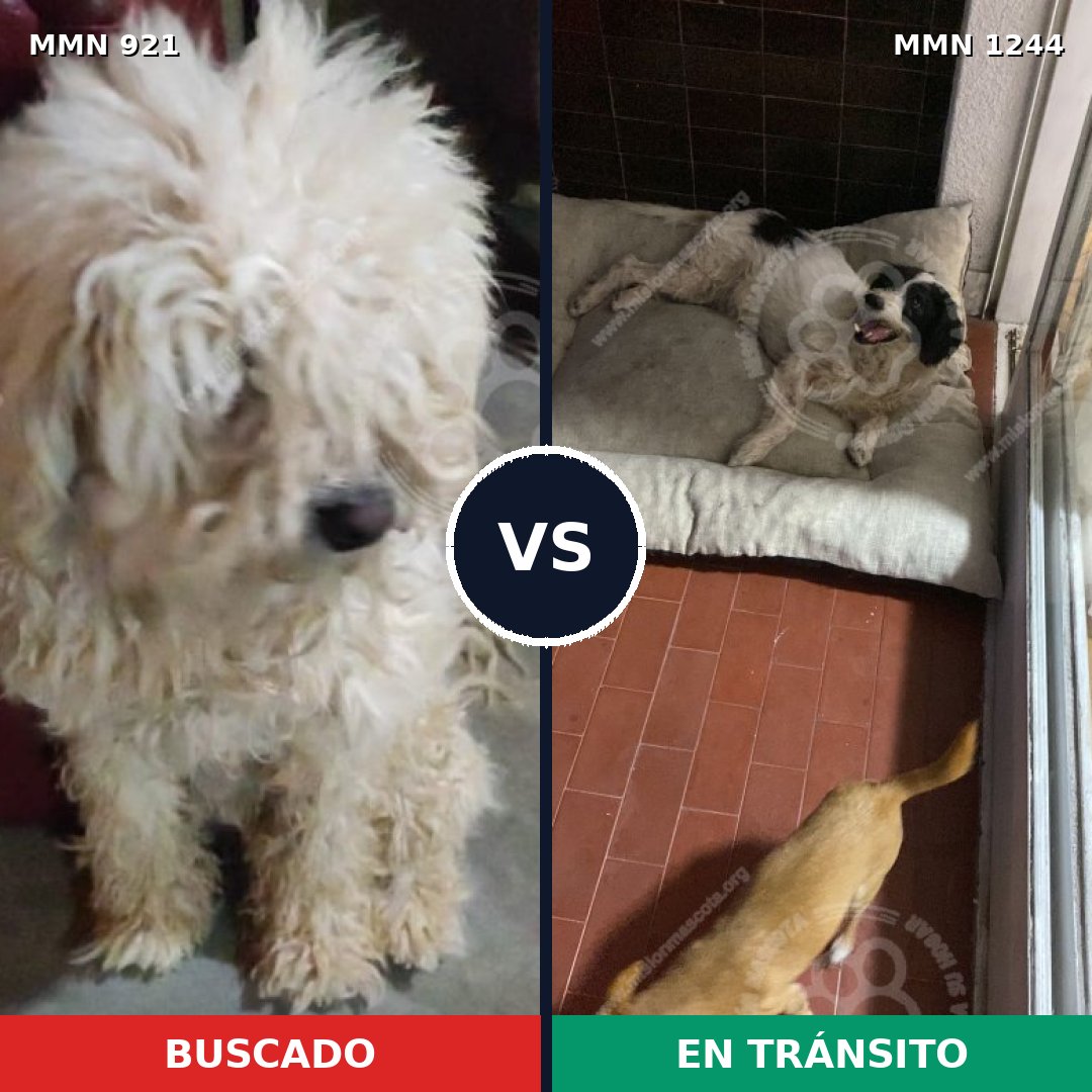Comparativa MMS 25124: mascota perdida y mascota encontrada, 44% de similitud