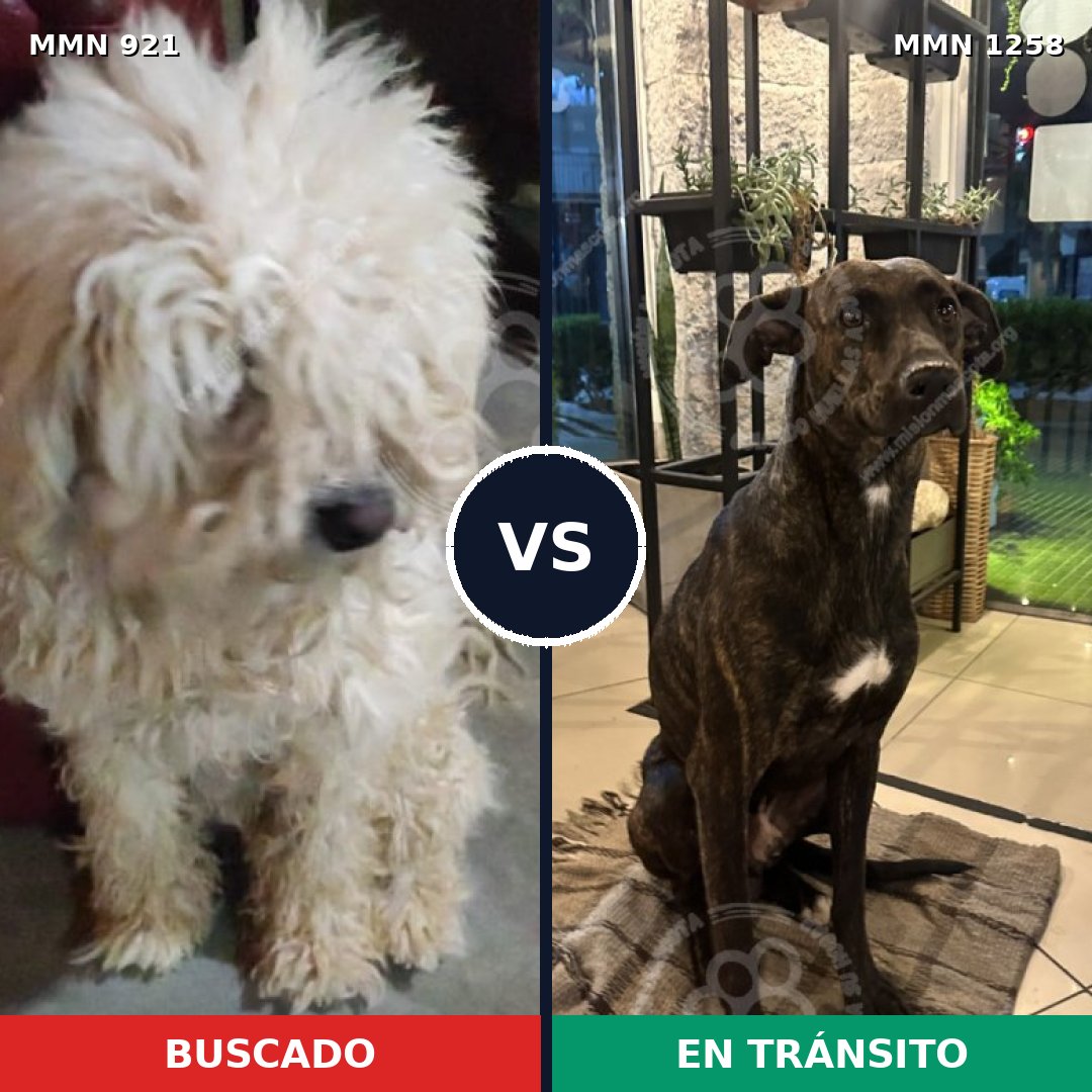 Comparativa MMS 25125: mascota perdida y mascota encontrada, 40% de similitud