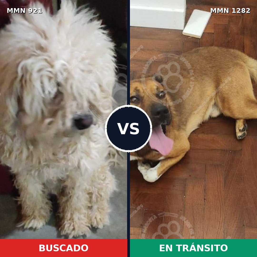 Comparativa MMS 25127: mascota perdida y mascota encontrada, 41% de similitud