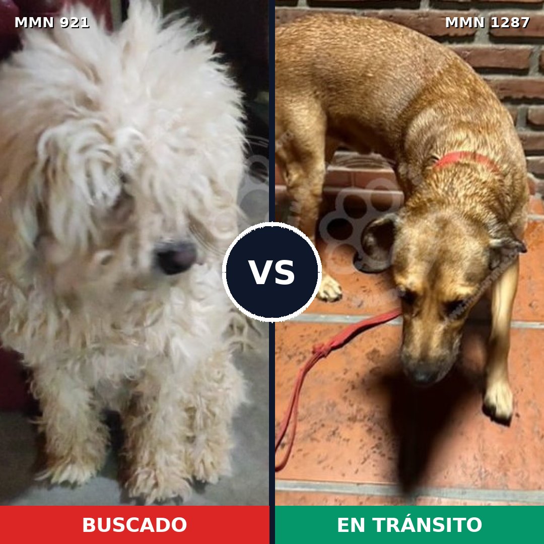 Comparativa MMS 25128: mascota perdida y mascota encontrada, 25% de similitud