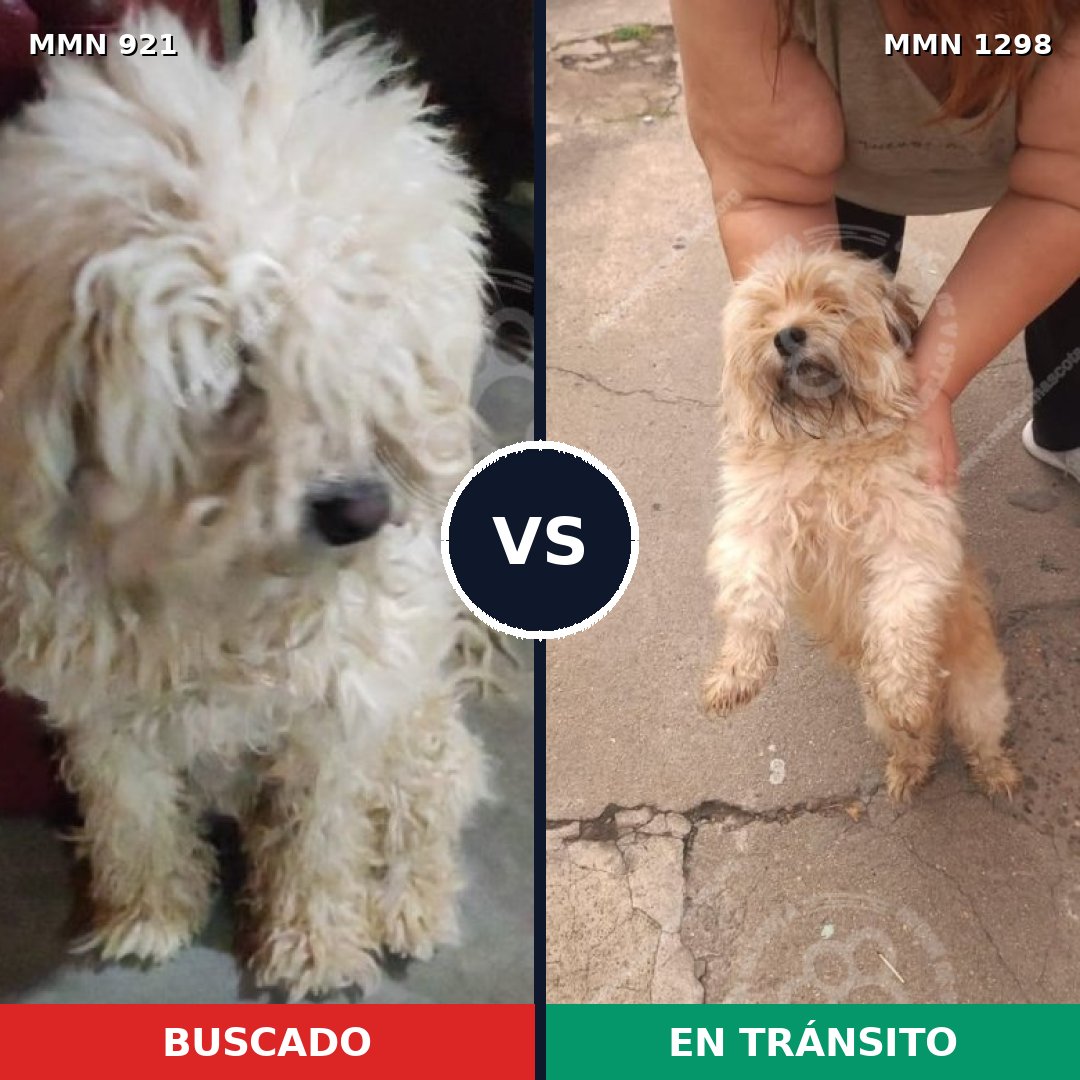Comparativa MMS 25129: mascota perdida y mascota encontrada, 46% de similitud