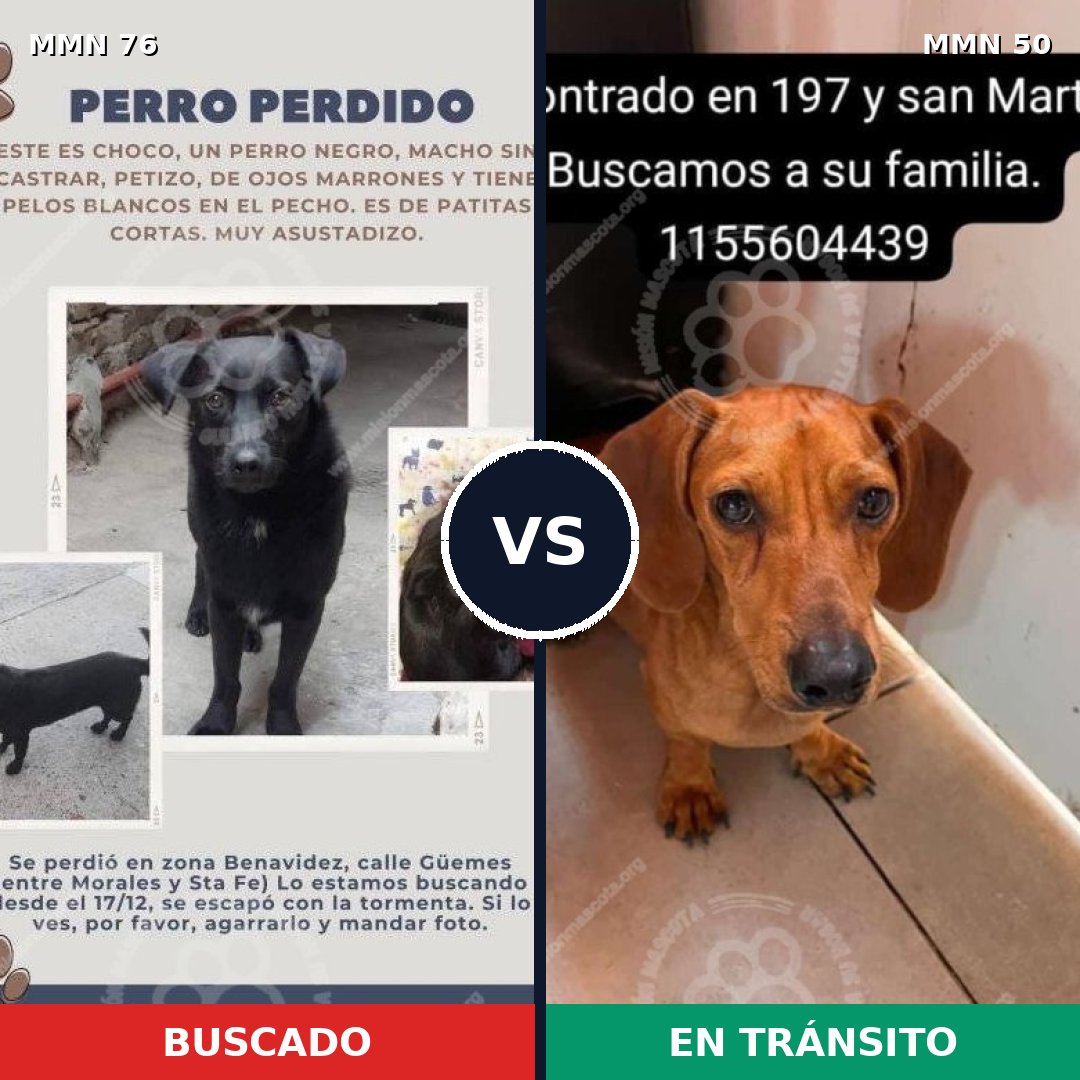 Comparativa MMS 2513: mascota perdida y mascota encontrada, 8% de similitud