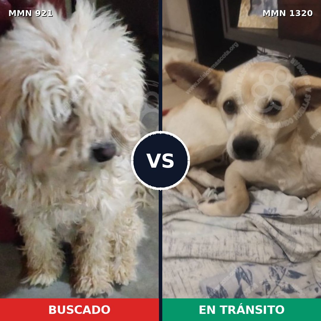 Comparativa MMS 25131: mascota perdida y mascota encontrada, 36% de similitud