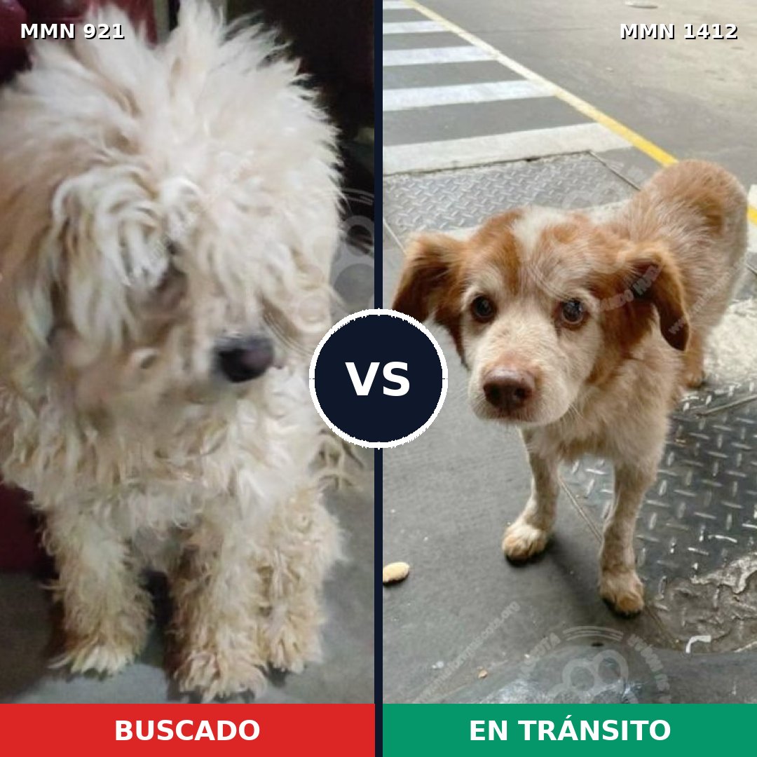 Comparativa MMS 25135: mascota perdida y mascota encontrada, 51% de similitud