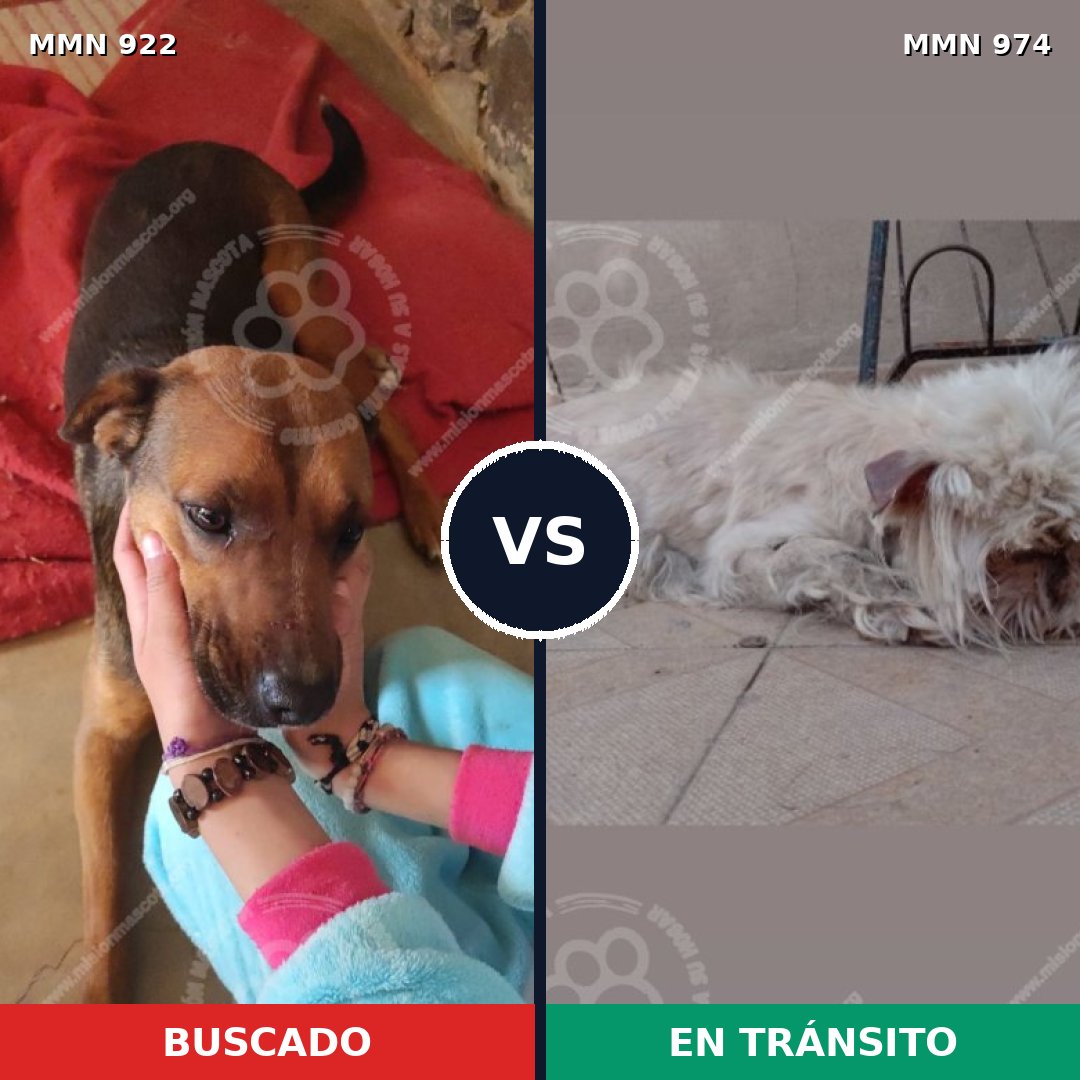 Comparativa MMS 25137: mascota perdida y mascota encontrada, 35% de similitud