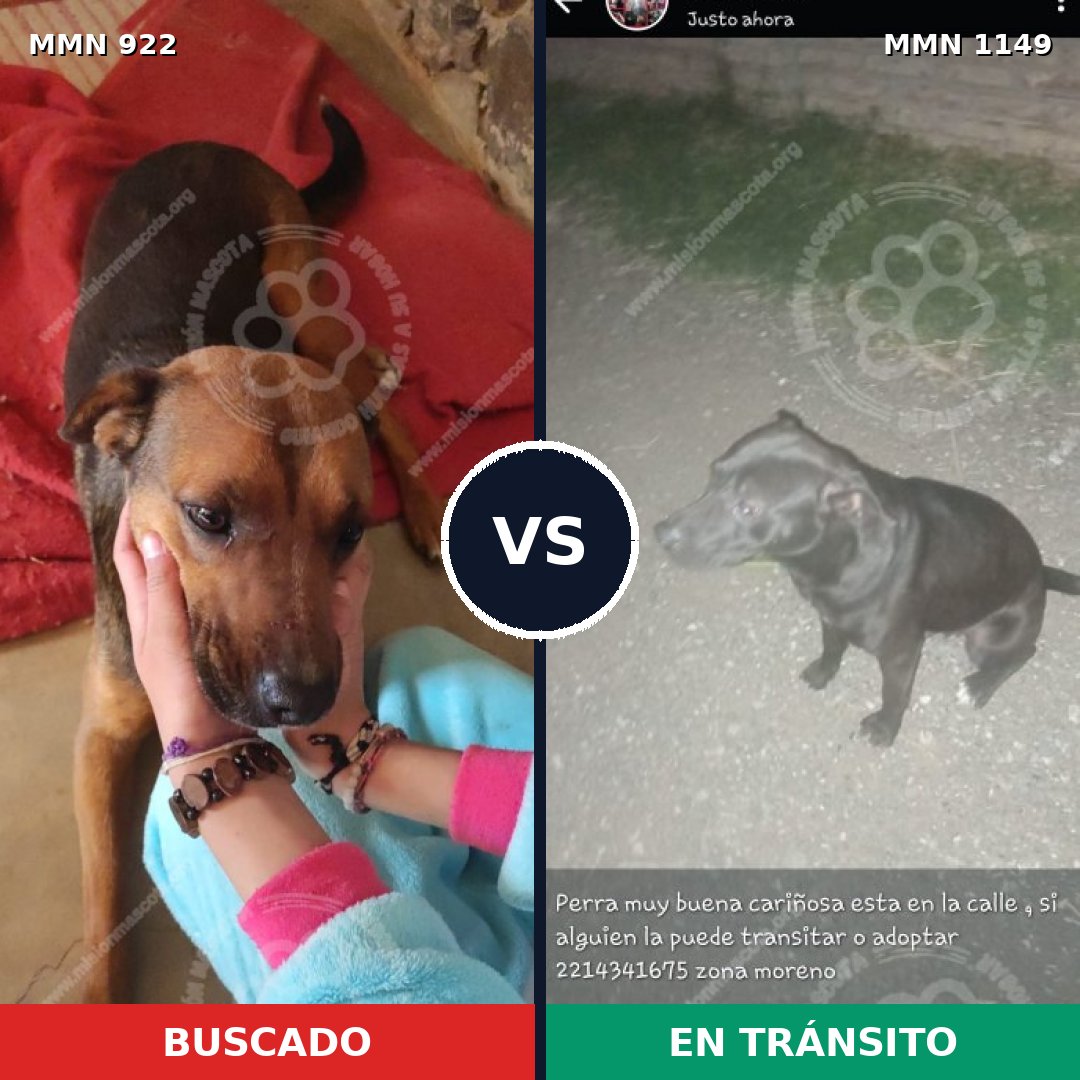 Comparativa MMS 25138: mascota perdida y mascota encontrada, 62% de similitud