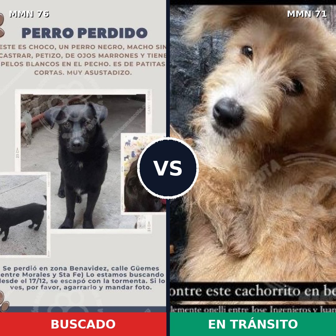 Comparativa MMS 2514: mascota perdida y mascota encontrada, 51% de similitud
