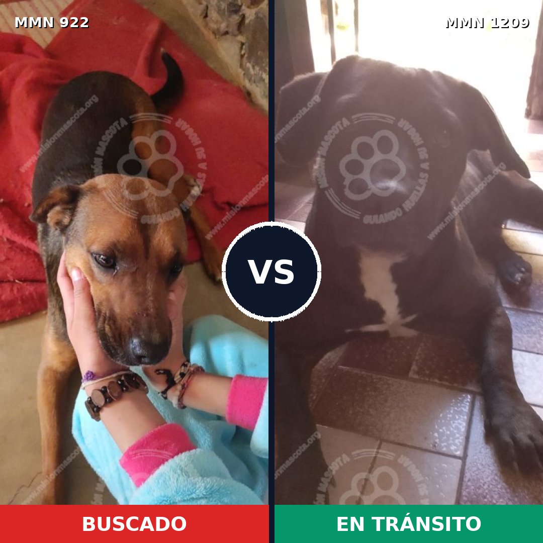 Comparativa MMS 25141: mascota perdida y mascota encontrada, 44% de similitud