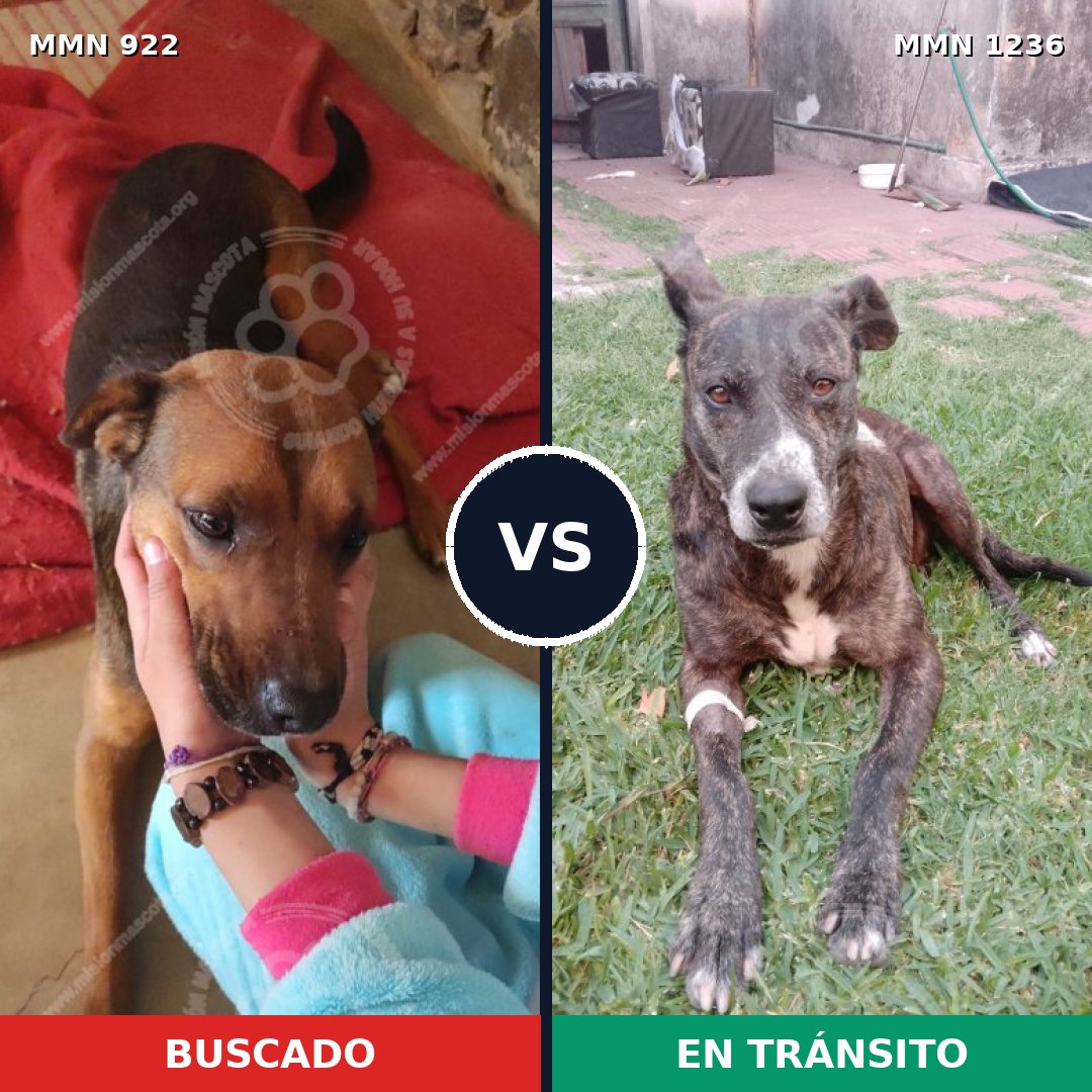 Comparativa MMS 25143: mascota perdida y mascota encontrada, 47% de similitud