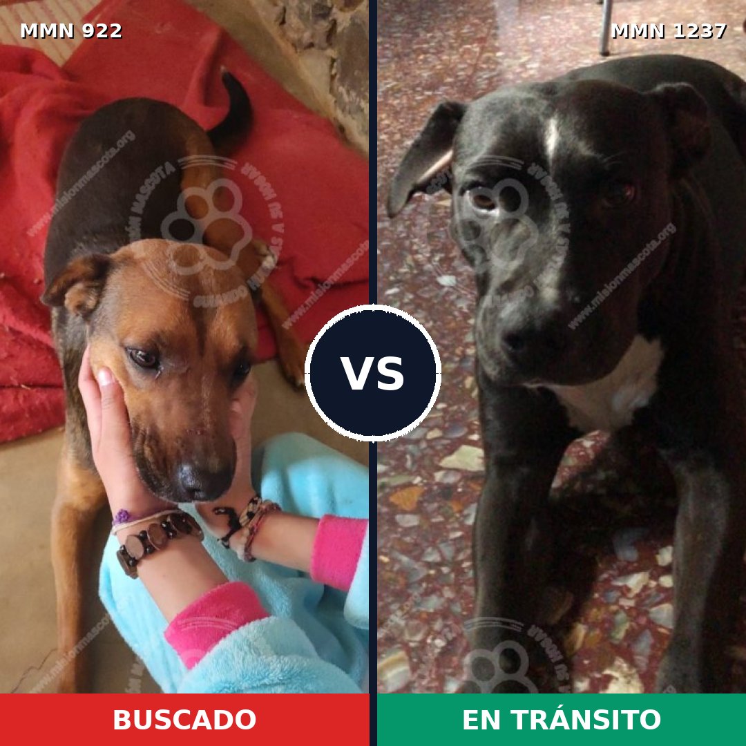 Comparativa MMS 25144: mascota perdida y mascota encontrada, 48% de similitud