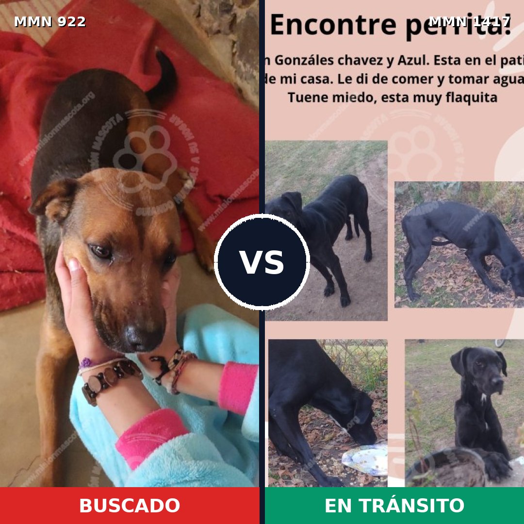 Comparativa MMS 25150: mascota perdida y mascota encontrada, 47% de similitud