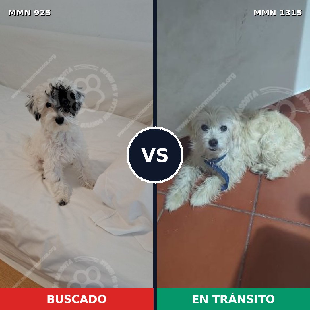 Comparativa MMS 25156: mascota perdida y mascota encontrada, 48% de similitud