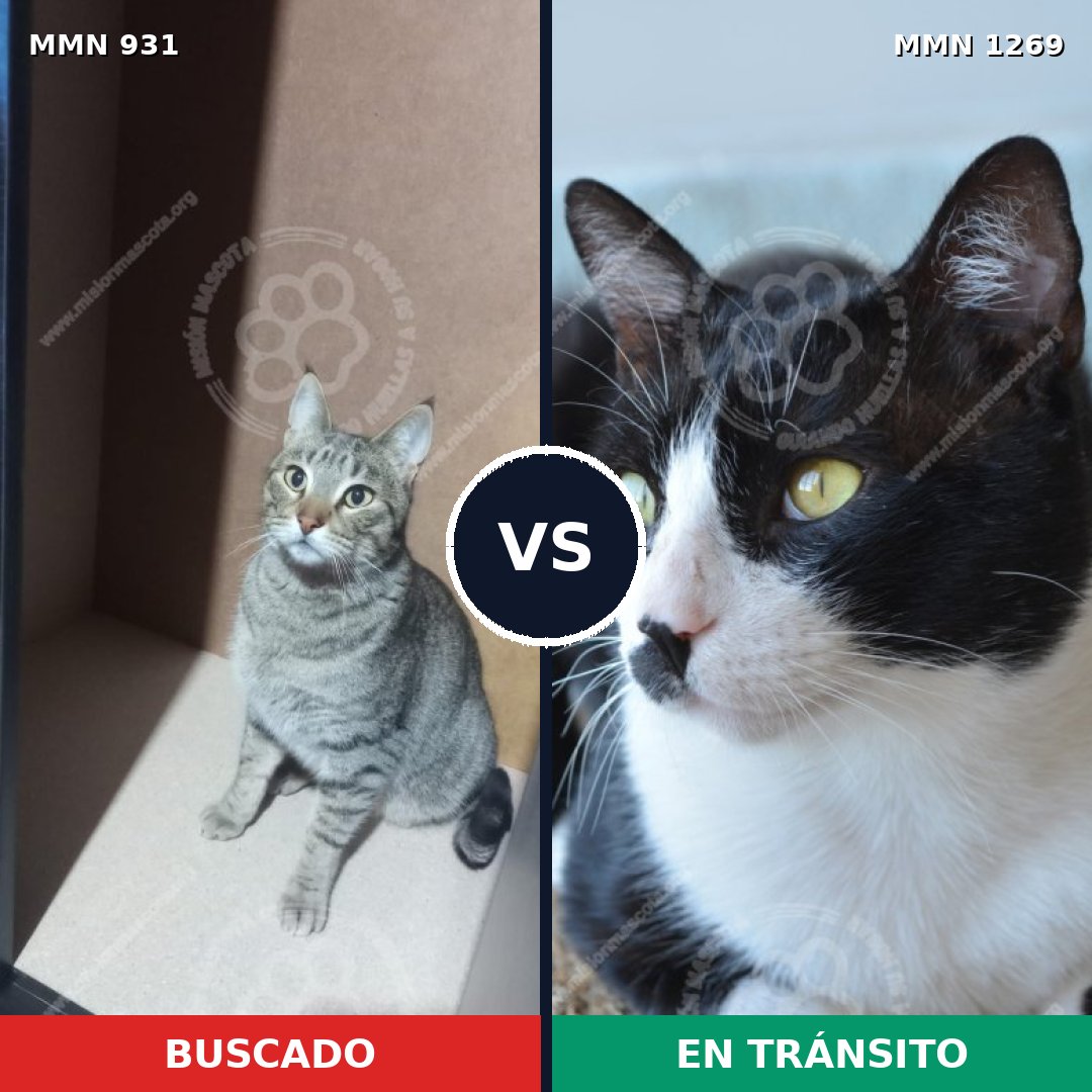 Comparativa MMS 25157: mascota perdida y mascota encontrada, 53% de similitud