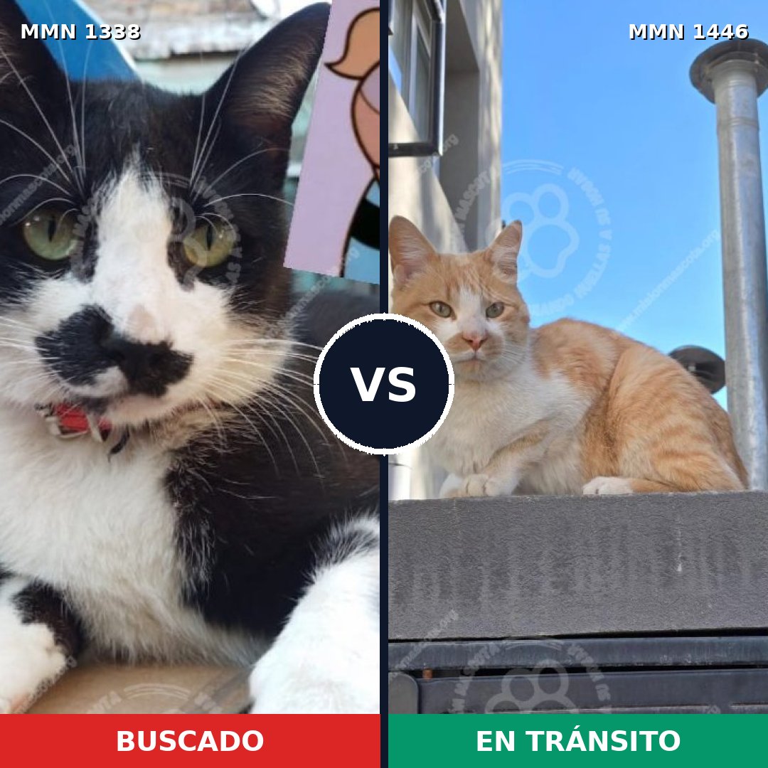 Comparativa MMS 25159: mascota perdida y mascota encontrada, 54% de similitud