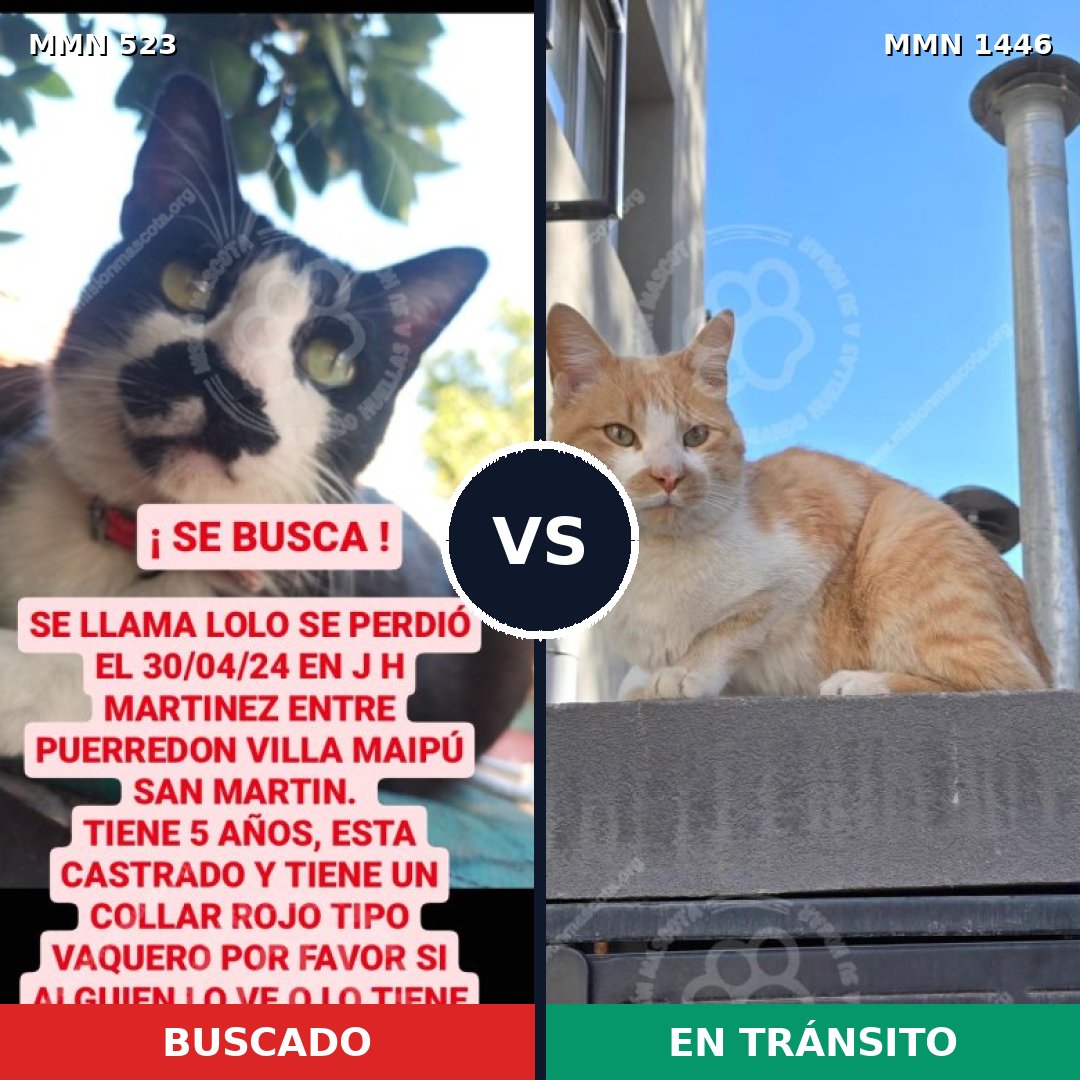Comparativa MMS 25167: mascota perdida y mascota encontrada, 33% de similitud
