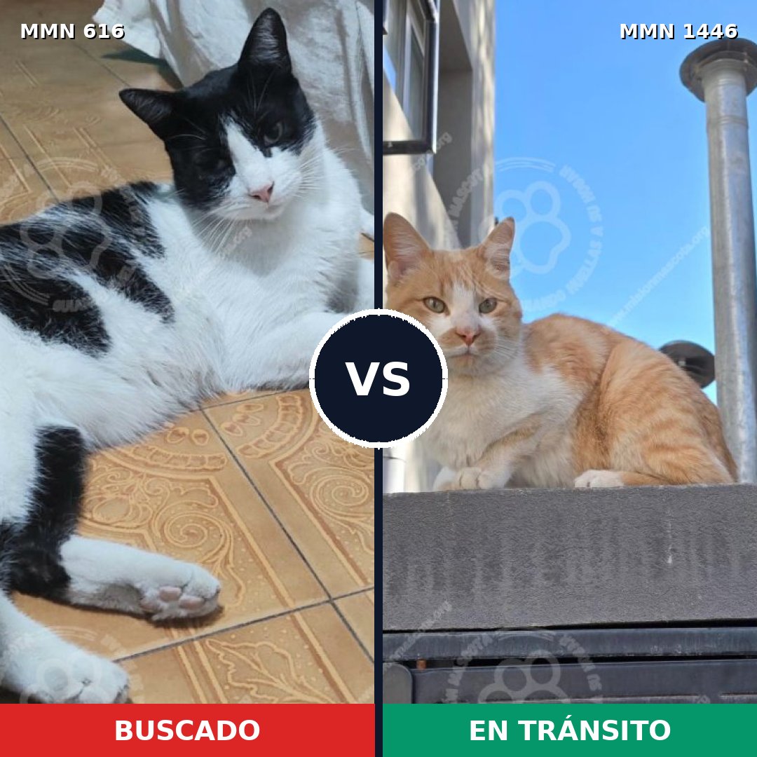Comparativa MMS 25169: mascota perdida y mascota encontrada, 46% de similitud