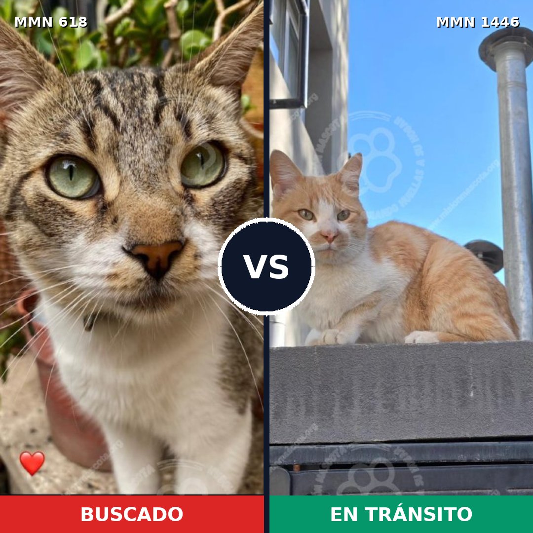 Comparativa MMS 25170: mascota perdida y mascota encontrada, 30% de similitud
