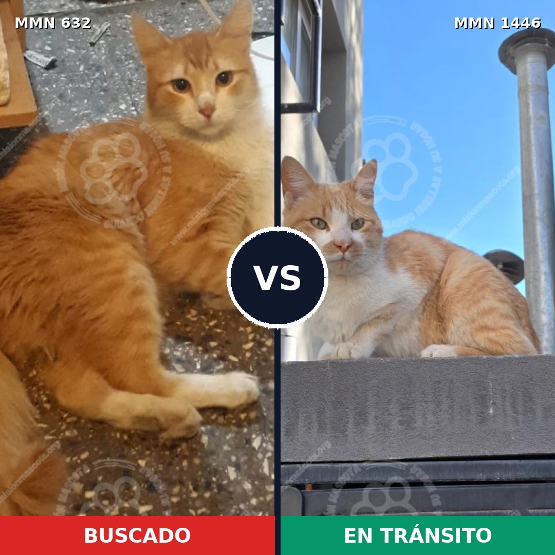 Comparativa MMS 25171: mascota perdida y mascota encontrada, 42% de similitud