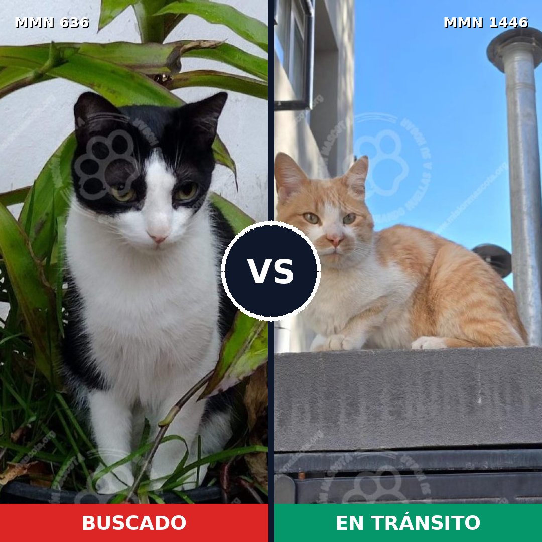 Comparativa MMS 25172: mascota perdida y mascota encontrada, 41% de similitud